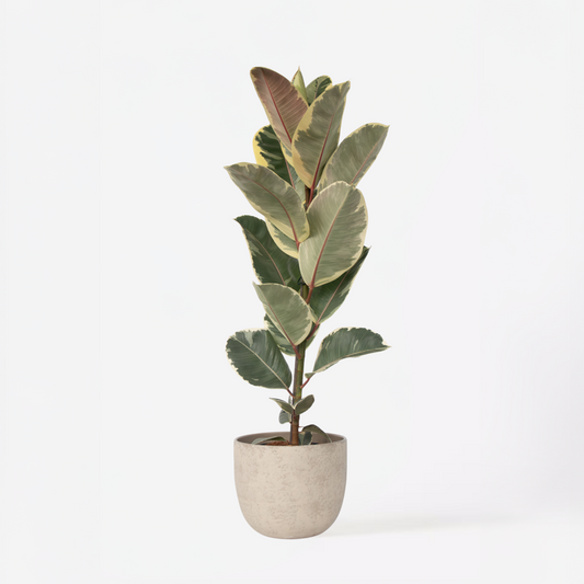 Florastore Fönsterfikus - Ficus Elastica 'Tineke' - Höjd 75-100Cm - ⌀24Cm