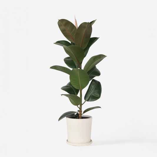 Florastore Fönsterfikus - Ficus Elastica 'Robusta' - Höjd 75-100Cm - ⌀24Cm