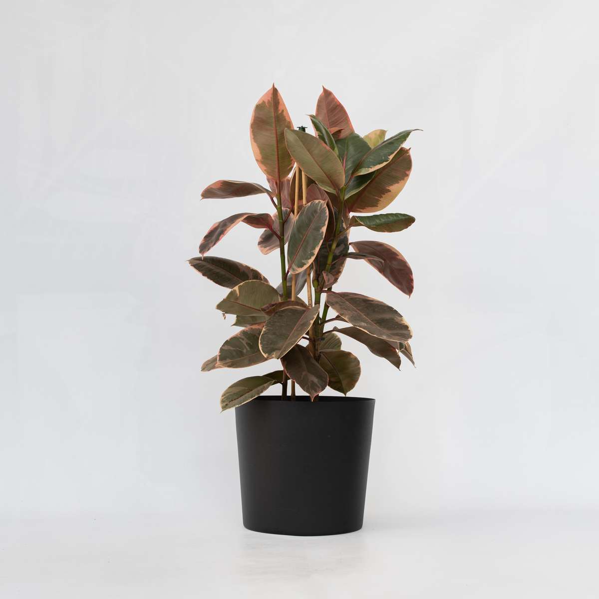 Florastore Fönsterfikus - Ficus Elastica 'Belize' - Höjd 75-100Cm - ⌀24Cm