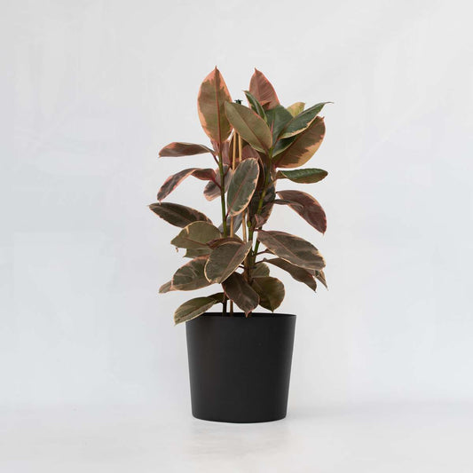 Florastore Fönsterfikus - Ficus Elastica 'Belize' - Höjd 75-100Cm - ⌀24Cm