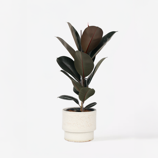 Florastore Fönsterfikus - Ficus Elastica 'Abidjan' - Höjd 75-100Cm - ⌀24Cm
