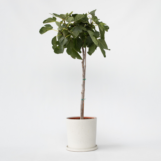 Florastore Fikon - Ficus Carica - Höjd 70-90Cm - ⌀21Cm