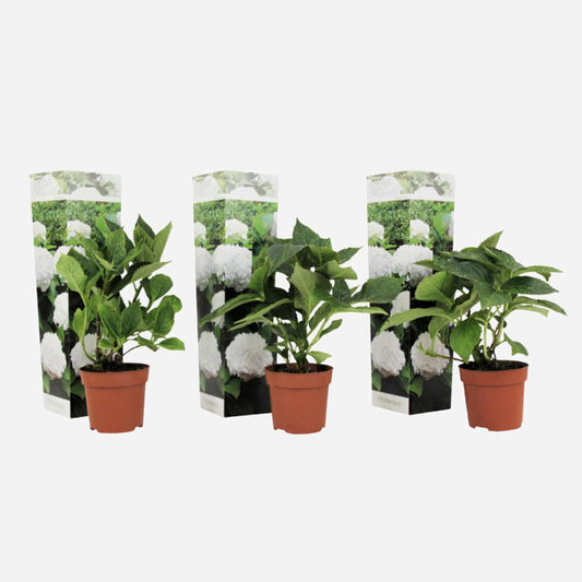 Florastore Hortensia - Set Om 3 - Hydrangea Macrophylla 'Wudu' - Höjd 25-40Cm - ⌀9Cm