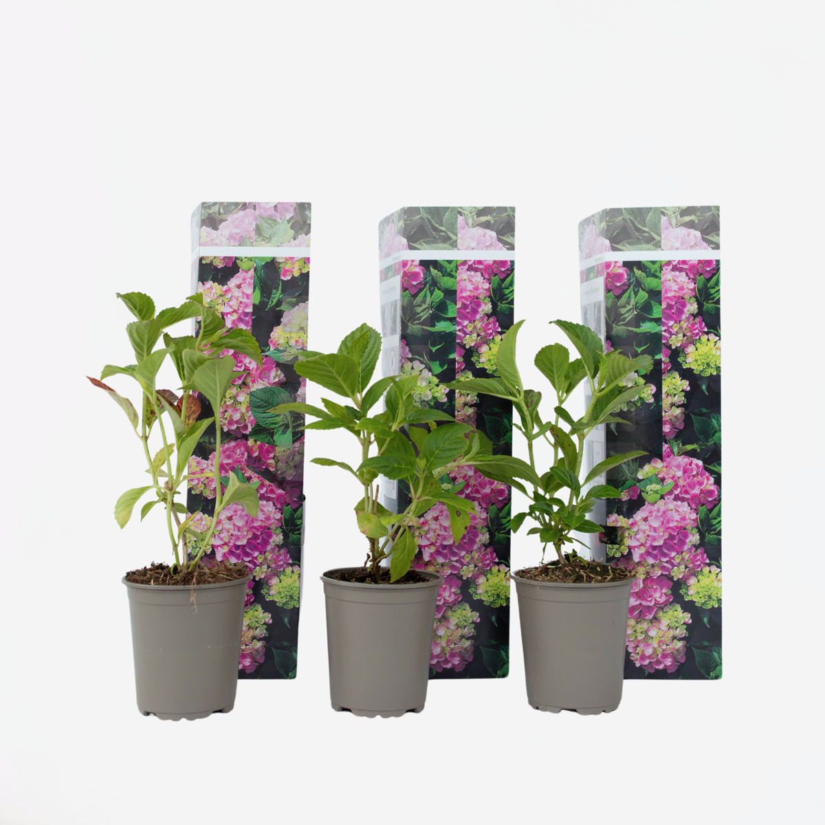 Florastore Hortensia - Set Om 3 - Hydrangea Macrophylla 'Early Pink' - Höjd 25-40Cm - ⌀9Cm