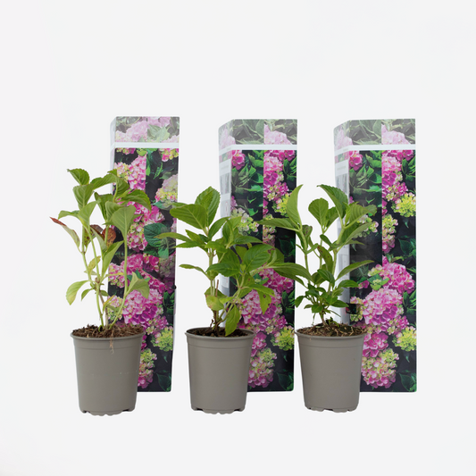 Florastore Hortensia - Set Om 3 - Hydrangea Macrophylla 'Early Pink' - Höjd 25-40Cm - ⌀9Cm