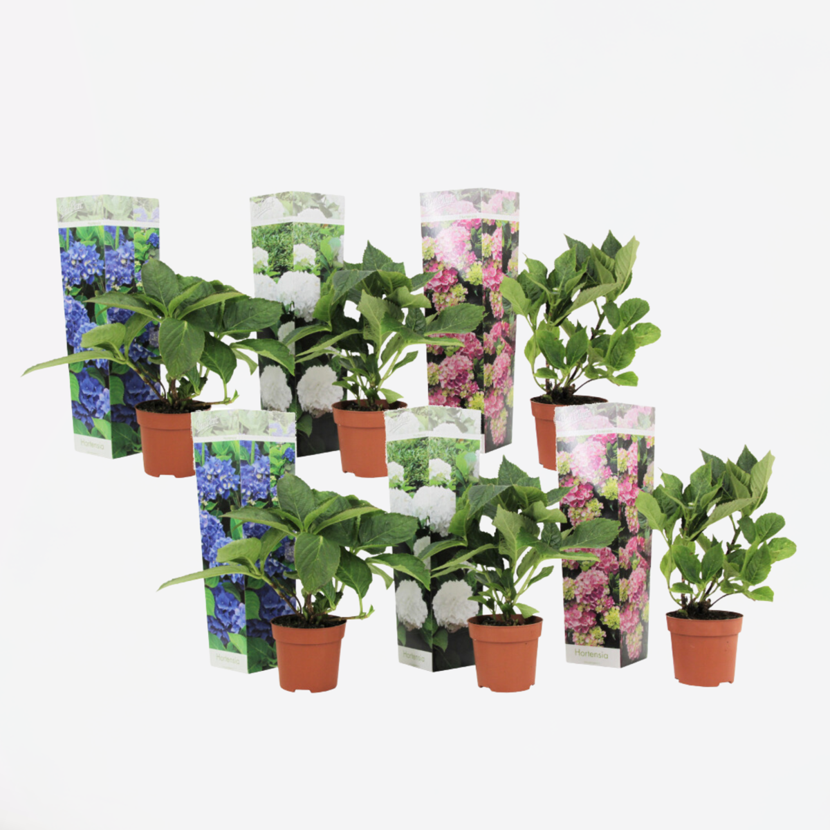 Florastore Hortensia - Set Om 6 - Hydrangea Macrophylla - Höjd 25-40Cm - ⌀9Cm