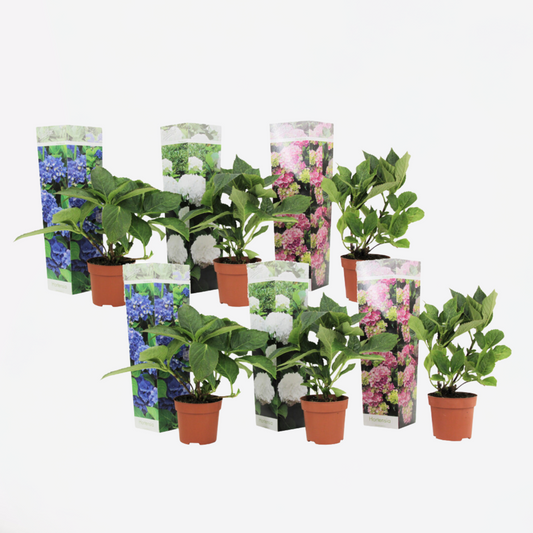 Florastore Hortensia - Set Om 6 - Hydrangea Macrophylla - Höjd 25-40Cm - ⌀9Cm