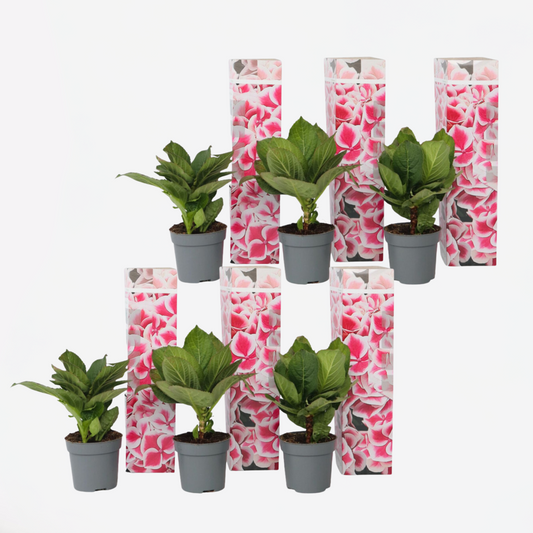 Florastore Hortensia - Set Om 6 - Hydrangea Macrophylla 'Camilla' - Höjd 25-40Cm - ⌀9Cm