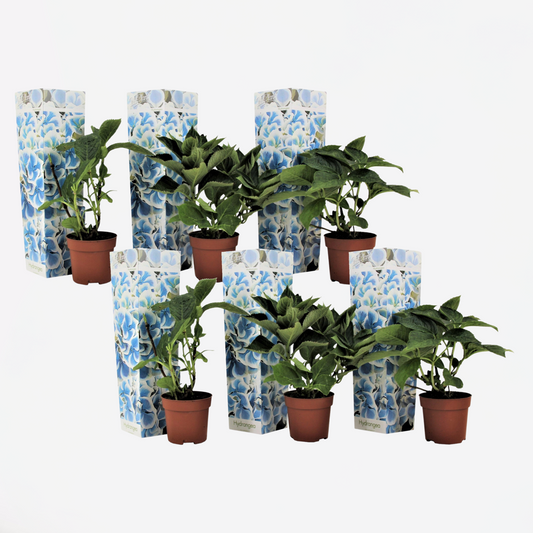 Florastore Hortensia - Set Om 6 - Hydrangea Macrophylla 'Bavaria' - Höjd 25-40Cm - ⌀9Cm