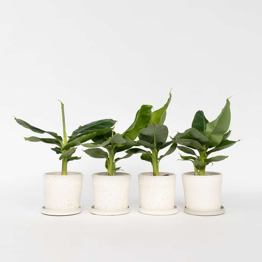 Florastore Bananväxt - Set Om 4 - Musa 'Oriental Dwarf' - Höjd 25-40Cm - ⌀12Cm