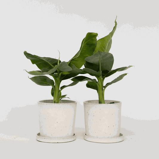 Florastore Bananväxt - Set Om 2 - Musa 'Oriental Dwarf' - Höjd 25-40Cm - ⌀12Cm