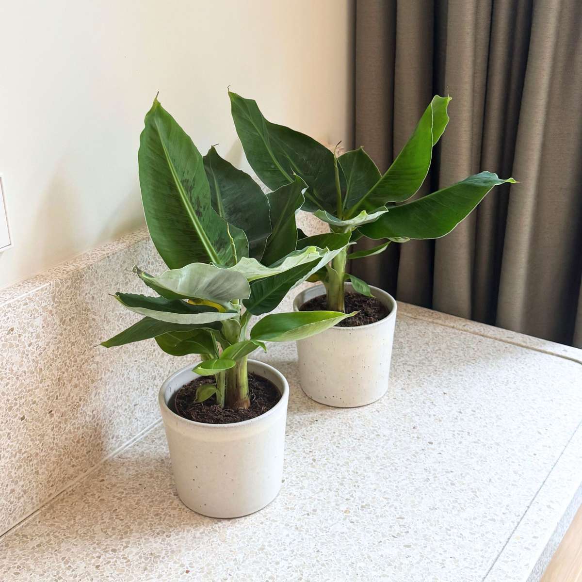 Other Green Houseplants Bananväxt - Set Om 2 - Musa 'Oriental Dwarf' - Höjd 25-40Cm - ⌀12Cm