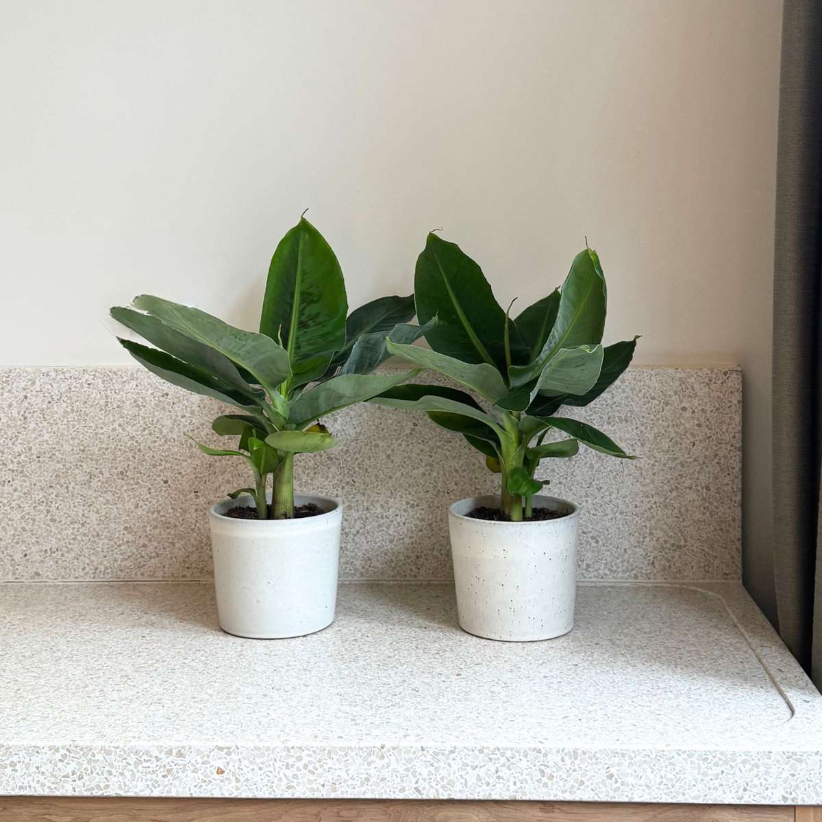 Other Green Houseplants Bananväxt - Set Om 2 - Musa 'Oriental Dwarf' - Höjd 25-40Cm - ⌀12Cm