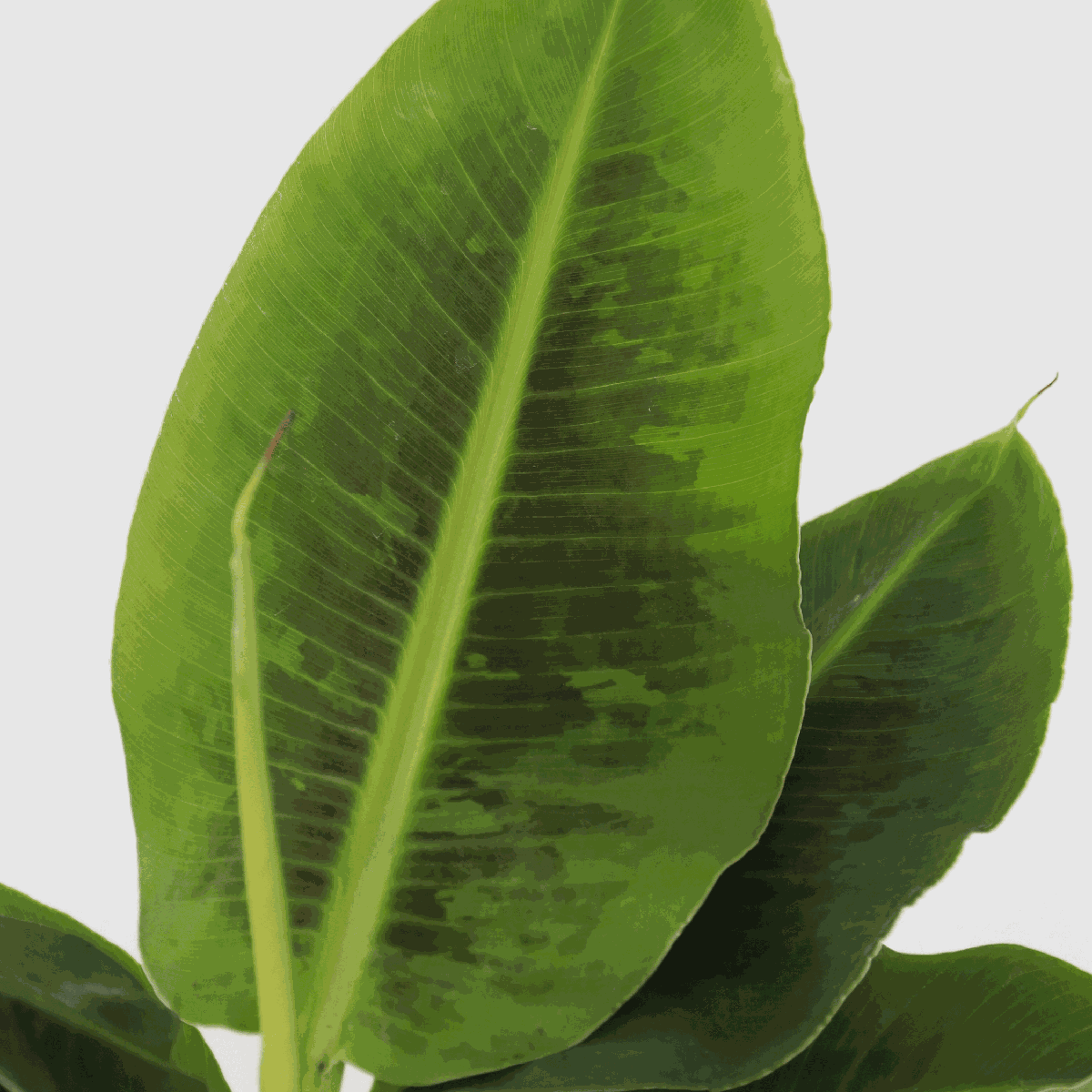 Other Green Houseplants Bananväxt - Set Om 2 - Musa 'Oriental Dwarf' - Höjd 25-40Cm - ⌀12Cm