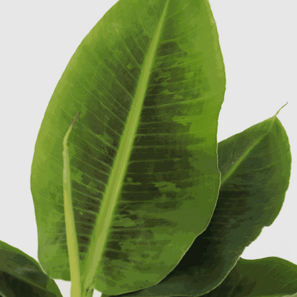 Other Green Houseplants Bananväxt - Set Om 2 - Musa 'Oriental Dwarf' - Höjd 25-40Cm - ⌀12Cm