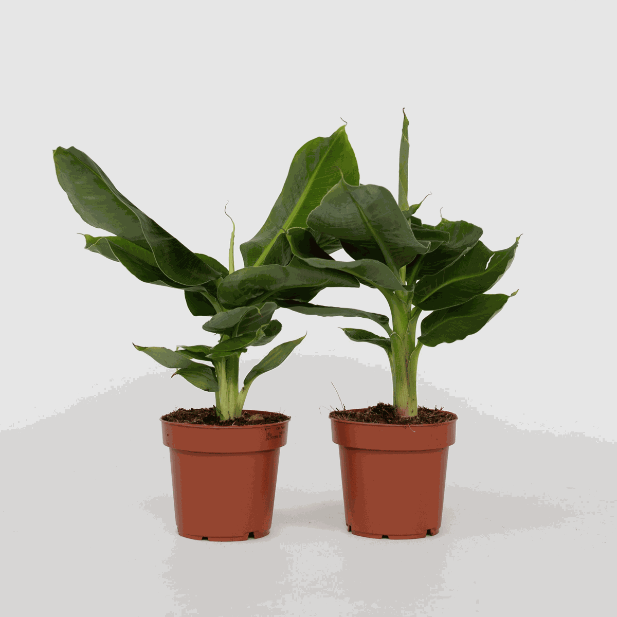 Other Green Houseplants Bananväxt - Set Om 2 - Musa 'Oriental Dwarf' - Höjd 25-40Cm - ⌀12Cm