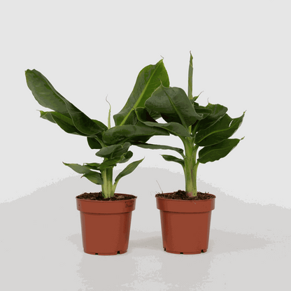 Other Green Houseplants Bananväxt - Set Om 2 - Musa 'Oriental Dwarf' - Höjd 25-40Cm - ⌀12Cm