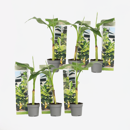 Florastore Bananväxt - Set Om 6 - Musa Basjoo - Höjd 25-40Cm - ⌀9Cm