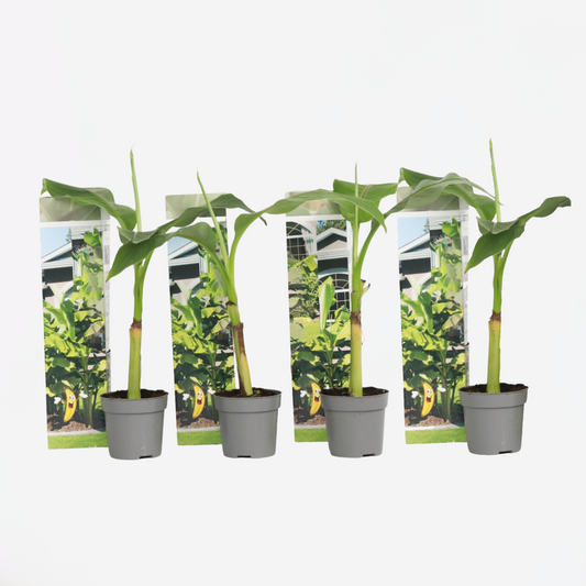 Florastore Bananväxt - Set Om 4 - Musa Basjoo - Höjd 25-40Cm - ⌀9Cm