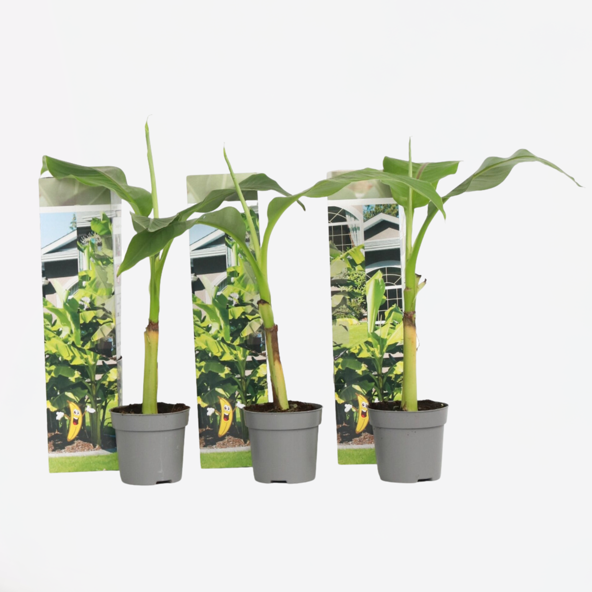 Florastore Bananväxt - Set Om 3 - Musa Basjoo - Höjd 25-40Cm - ⌀9Cm