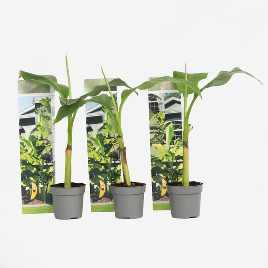 Florastore Bananväxt - Set Om 3 - Musa Basjoo - Höjd 25-40Cm - ⌀9Cm