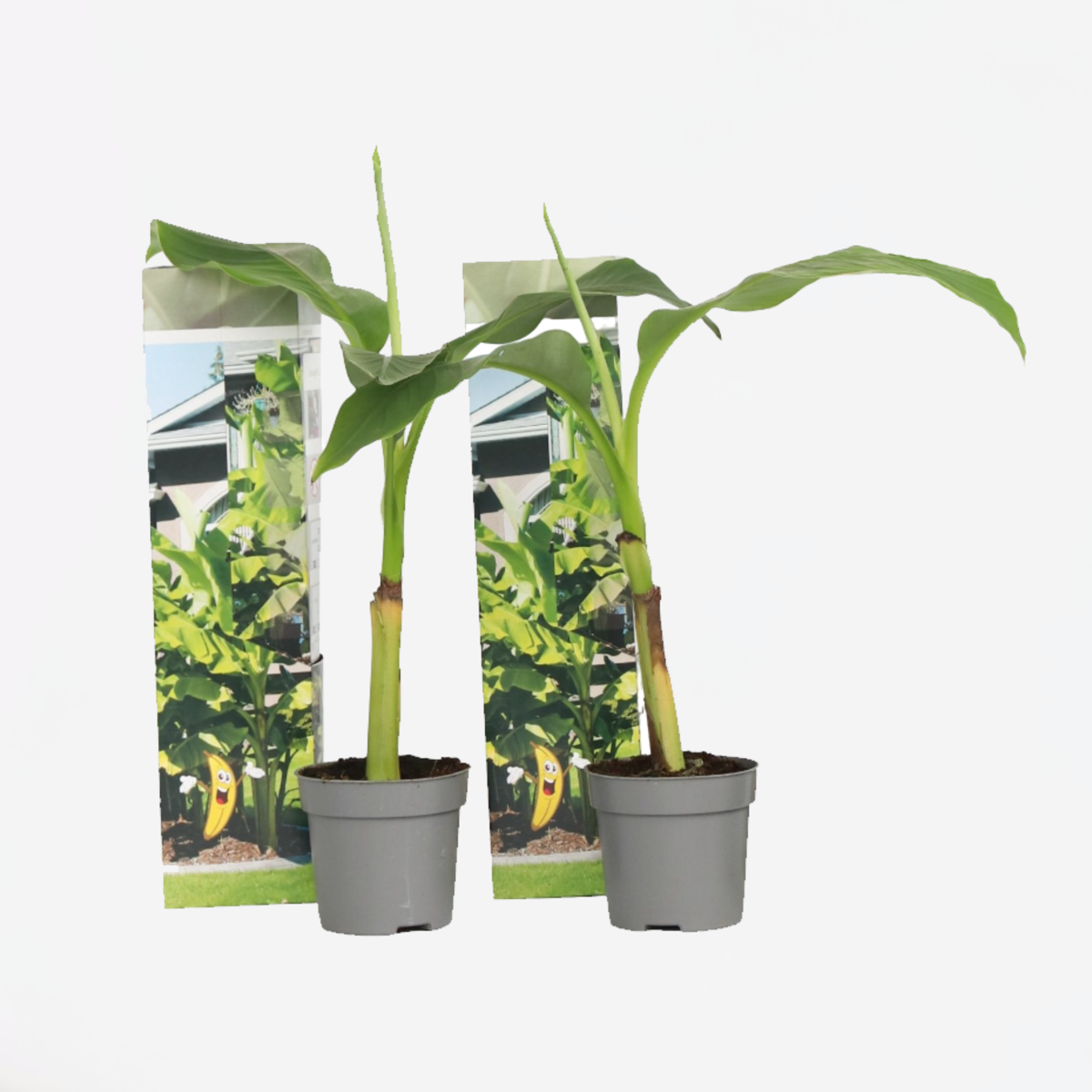 Florastore Bananväxt - Set Om 2 - Musa Basjoo - Höjd 25-40Cm - ⌀9Cm