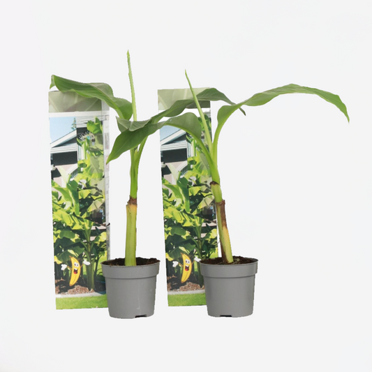 Florastore Bananväxt - Set Om 2 - Musa Basjoo - Höjd 25-40Cm - ⌀9Cm