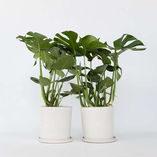 Florastore Hålväxt - Set Om 2 - Monstera Deliciosa - Höjd 70-80Cm - ⌀21Cm