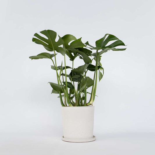 Florastore Hålväxt - Monstera Deliciosa - Höjd 70-80Cm - ⌀21Cm