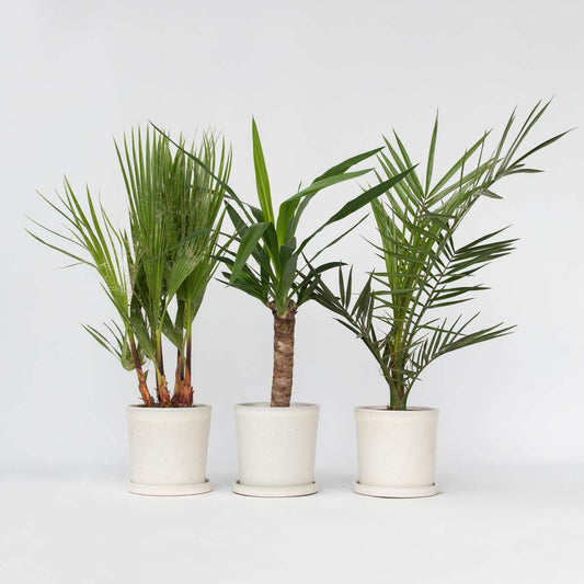 Florastore Palmmix Inomhus - Set Om 3 - Indoor Palmmix - Höjd 50-70Cm - ⌀14Cm