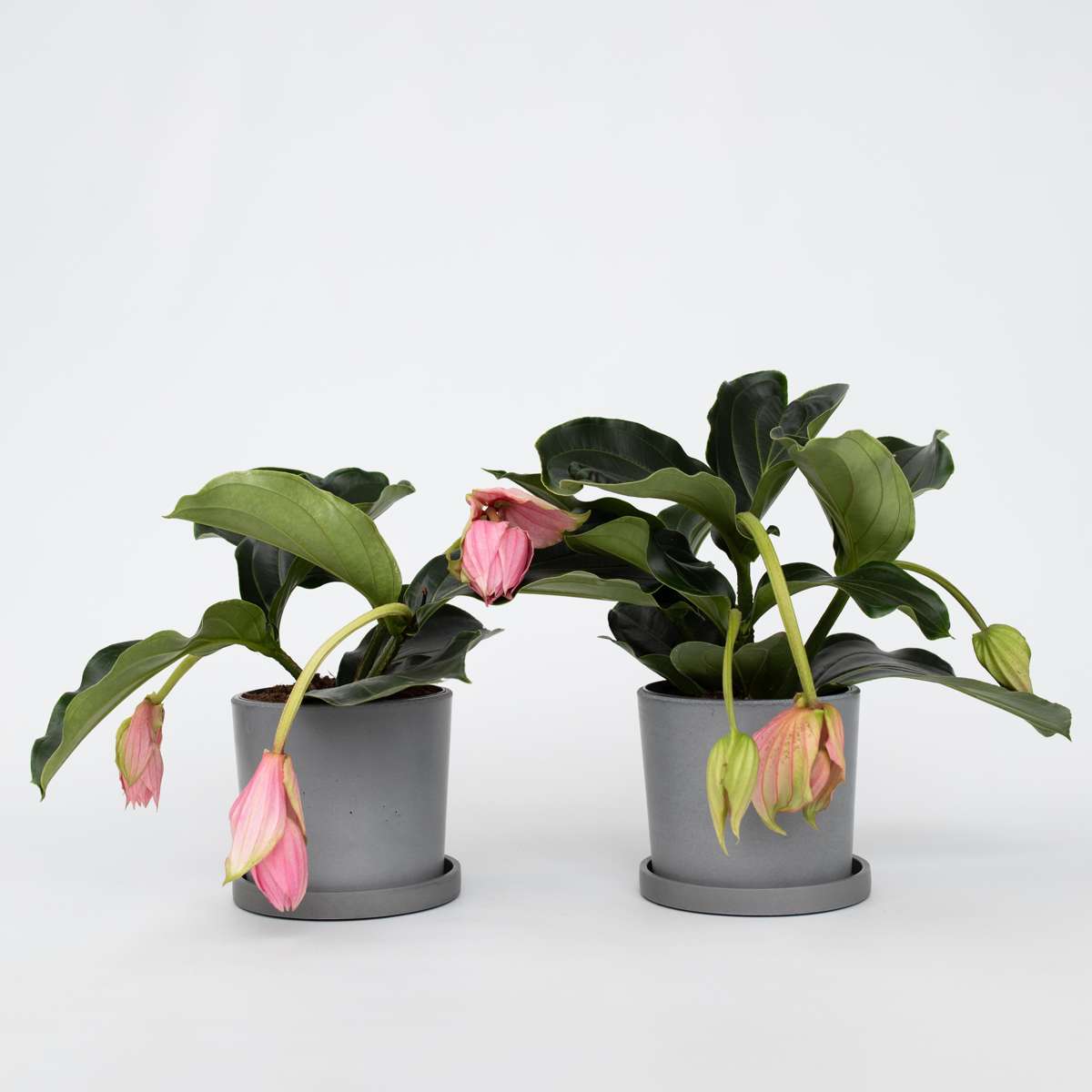 Florastore Rosenskärm - Set Om 2 - Medinilla Magnifica - Höjd 40-50Cm - ⌀17Cm
