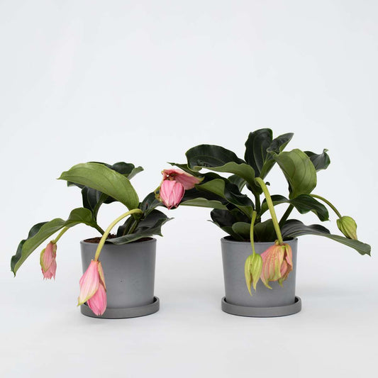 Florastore Rosenskärm - Set Om 2 - Medinilla Magnifica - Höjd 40-50Cm - ⌀17Cm
