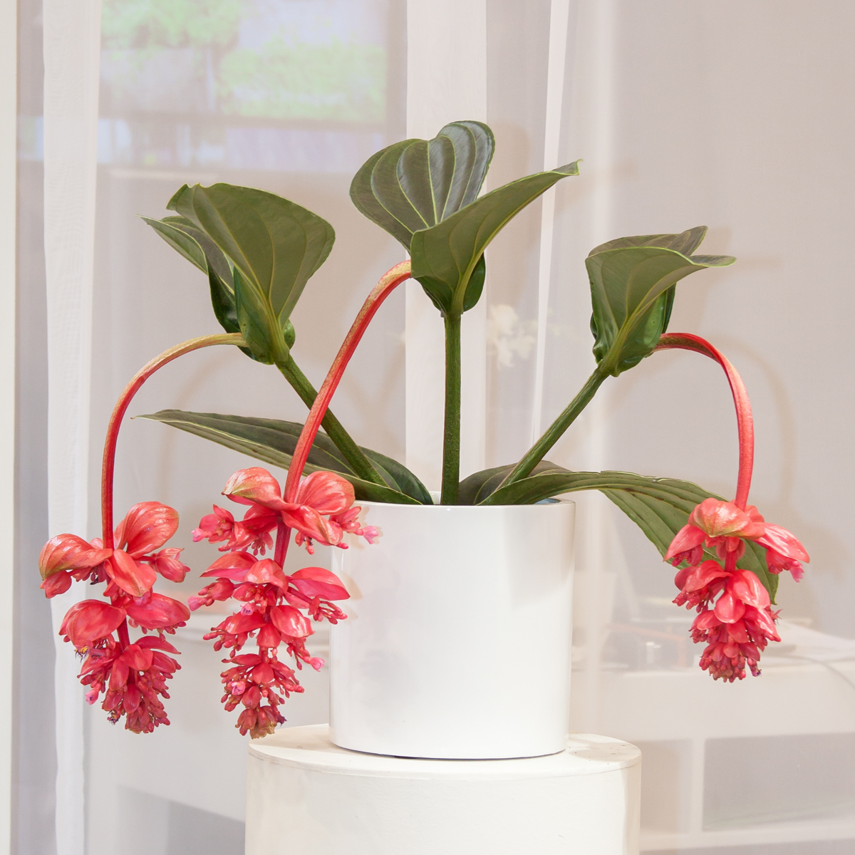 Out Of Category Houseplants Rosenskärm - Set Om 2 - Medinilla Magnifica - Höjd 40-50Cm - ⌀17Cm