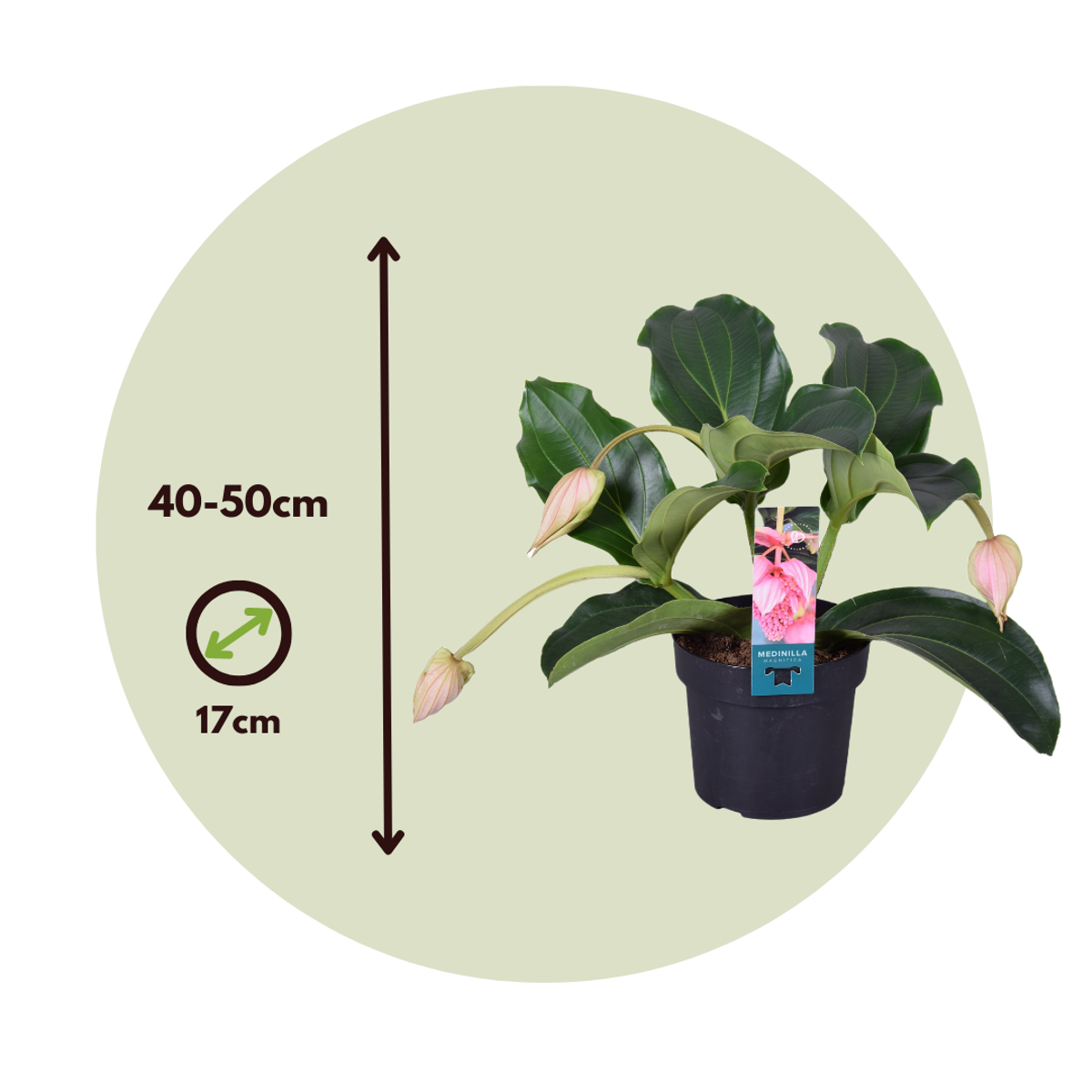 Out Of Category Houseplants Rosenskärm - Set Om 2 - Medinilla Magnifica - Höjd 40-50Cm - ⌀17Cm