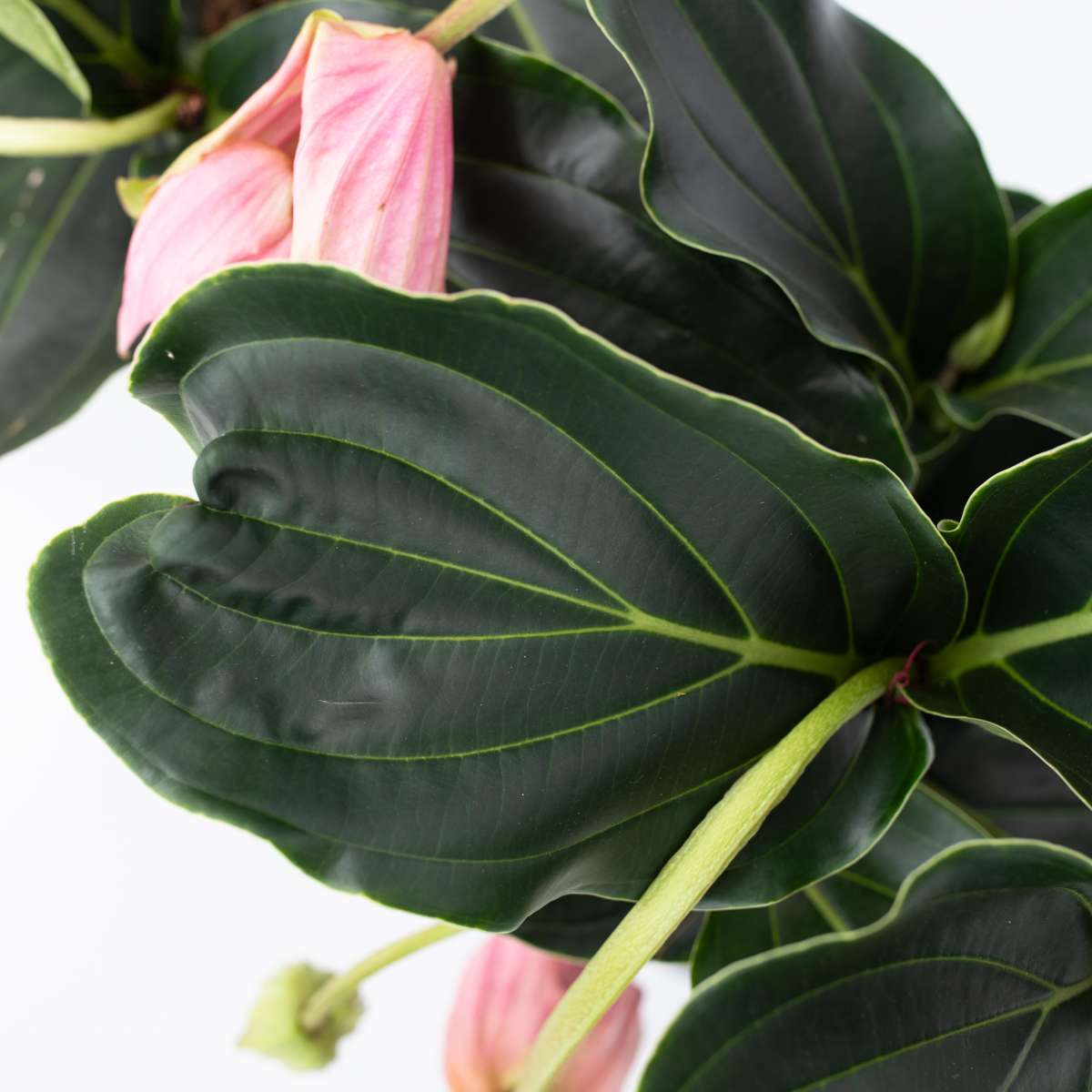 Out Of Category Houseplants Rosenskärm - Set Om 2 - Medinilla Magnifica - Höjd 40-50Cm - ⌀17Cm