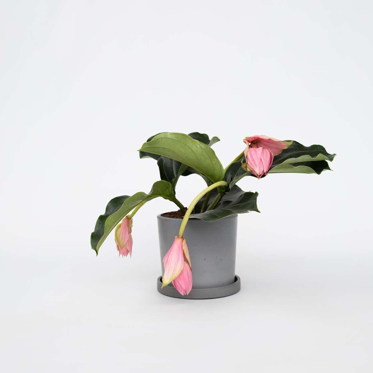 Blooming Houseplants Rosenskärm - Medinilla Magnifica - Höjd 40-50Cm - ⌀17Cm