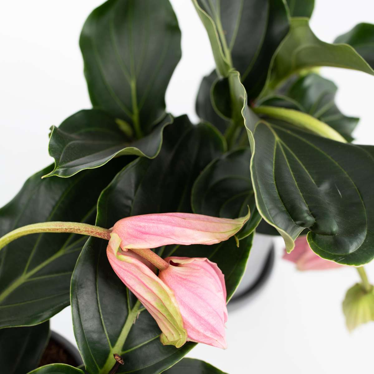 Blooming Houseplants Rosenskärm - Medinilla Magnifica - Höjd 40-50Cm - ⌀17Cm