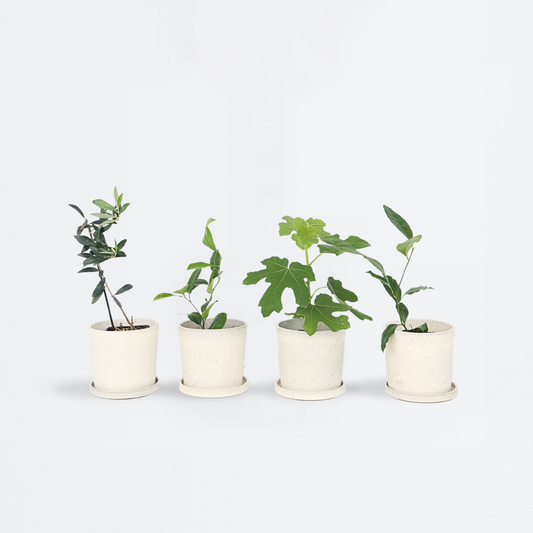 Florastore Medelhavsväxtblandning - Set Om 8 - Citrus, Ficus, Olea - Höjd 25-40Cm - ⌀9Cm
