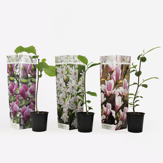 Florastore Rosenmagnolia - Set Om 3 - Magnolia - Höjd 25-40Cm - ⌀9Cm