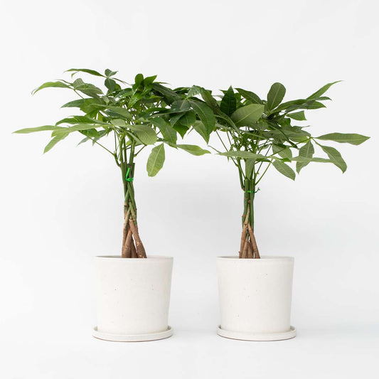 Out Of Category Houseplants Strandkastanj - Set Om 2 - Pachira Aquatica - Höjd 60-70Cm - ⌀17Cm
