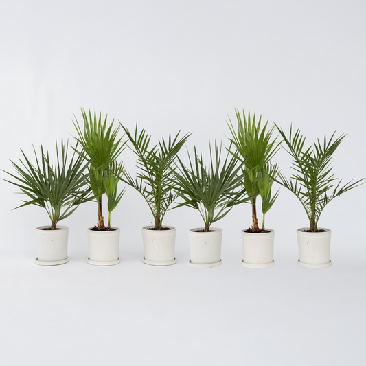 Florastore Blanda Utomhuspalmer - Set Om 6 - Outdoor Palmmix - Höjd 50-70Cm - ⌀15Cm