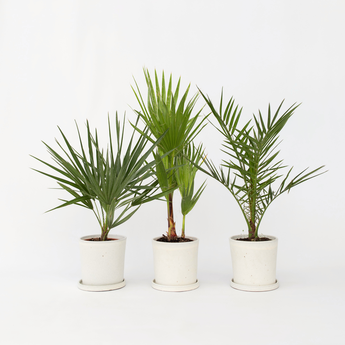 Florastore Blanda Utomhuspalmer - Set Om 3 - Outdoor Palmmix - Höjd 50-70Cm - ⌀15Cm