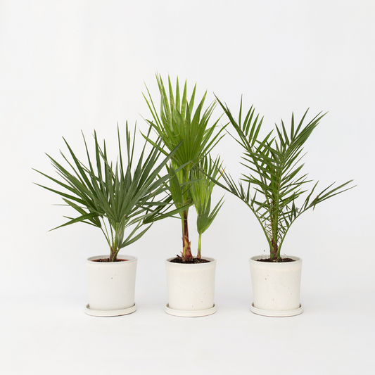 Florastore Blanda Utomhuspalmer - Set Om 3 - Outdoor Palmmix - Höjd 50-70Cm - ⌀15Cm