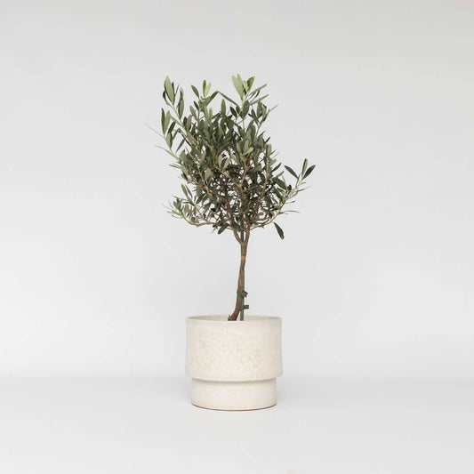 Florastore Olivträd - Olea Europaea - Höjd 60-70Cm - ⌀17Cm
