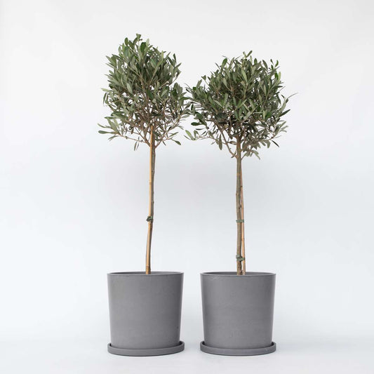 Florastore Olivträd - Set Om 2 - Olea Europaea - Höjd 90-100Cm - ⌀21Cm