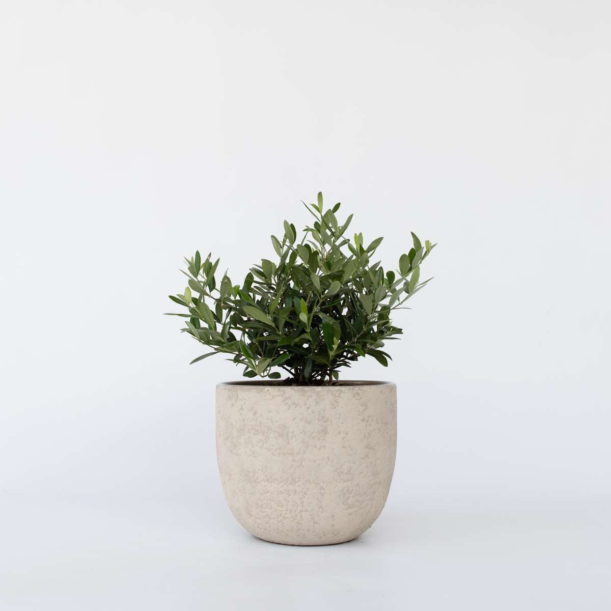 Florastore Olivträd - Olea Europaea - Höjd 30-40Cm - ⌀21Cm