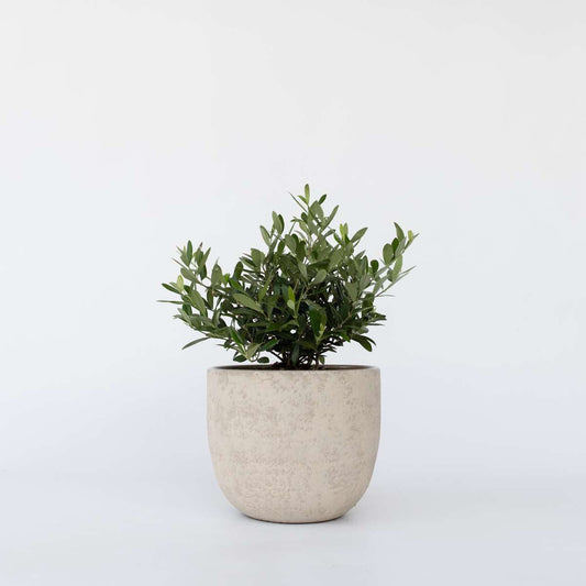 Florastore Olivträd - Olea Europaea - Höjd 30-40Cm - ⌀21Cm