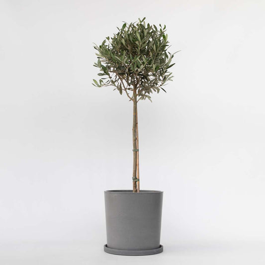 Florastore Olivträd - Olea Europaea - Höjd 90-100Cm - ⌀21Cm