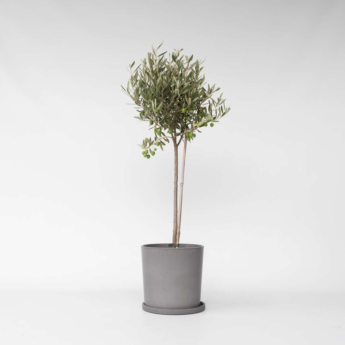 Florastore Olivträd - Olea Europaea - Höjd 80-90Cm - ⌀19Cm