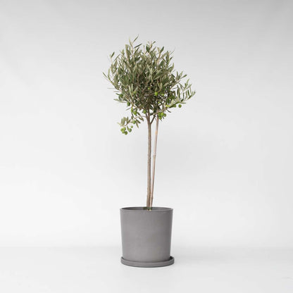 Olive Trees Olivträd - Olea Europaea - Höjd 80-90Cm - ⌀19Cm